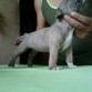 tyla del GSB Kenell Panama
http://www.apbt.online-pedigrees.com/public/printPedigree.php?dog_id=442633
