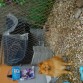de portero en la jaula de las gallinas XD