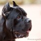 Cane corso España, Alonso de La Mirage de Torrellas