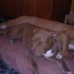 duna una pit muy dulce,cariñosa,cariñosa con los niños y muy sociable con otros perros y gatos