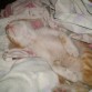 este es tom de bebe se escapo llevandolo a la veterinaria y nunca mas volvio 