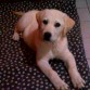 Hola soy Rocco