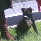 DUNA American Pit Bull Terrier