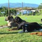 Entrenamiento Obediencia
