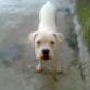 Bueno ella es paloma es una perrita de color 
Blanca alvina con pequeños lunares en el cuerpo 