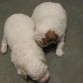 Prncipe y Sunny Go le dio wewencha :s