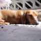 Mi nena tomando el sol y descansando! :}