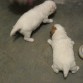 Principe y Sunny