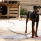 JIMY este es mi precioso doberman 