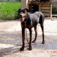 JIMY mi doberman es muy grande i lo unico k no ace es levantar las orejas :( pero es super cariñoso i un pokito miedoso :)