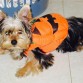 con el traje de calabaza, para las fechas de halloween.