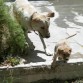 Penny escapando de Jagger 
