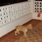 Con 4 mesecitos y jugando en la terraza