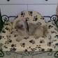 La reina en su super cama 