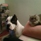 Los mimaos