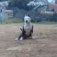 Sira en alcala guadaira 