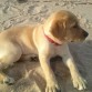 Penny en la playa. 