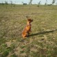 Entrenando en el campo