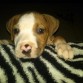2meses