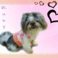 La bella Ruby! Nuestra primera Shih-Tzu, Muy chulita y super traviesa!!! ;)