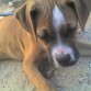  aun estaba cachorraa  :)