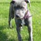 ISIS - BLUE STAFFY 05