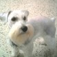 BABY  TORK...WHITE  SCHNAUZER  MINI