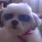 Listo para salir a pasear en el carro