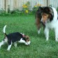 Laika con su amigo Otto