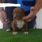 ESTE PERRO NO ES MIO PERO ME ENCANTO LA FOTO 