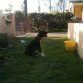 kimbo 5 meses