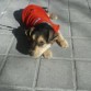 Lucky es un mestizo de cinco meses, bueno y muy carñoso. Mis niños estan super contentos con el. Es guapisimo