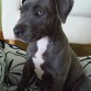 ISIS - BLUE STAFFY 09