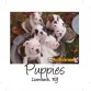 BULLCANES English and French bulldog puppies for Sale
Bulldog Ingles y bulldog frances a la venta!
http://www.bullcanes.net
