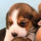 Cisco con 4 semanas