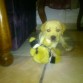aqui con su nuevo juguetito al cual caza a cada rato