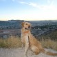 FUE TOMADA EN UN CERRO, EL ES UN PERRO DE BUSQUEDA Y RESCATE, COMO TAL TIENE UNA VIDA EXCELENTEMENTE CUIDADA..