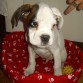 Jack con 2 meses, estaba malito el pobre...