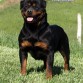 PROVENIENTE DE LA BELLA ESPAÑA CRIA DE UNA GRAN AMIGA MARTHA QUE PUSO FE EN NOSOTROS PARA MANDAR UNA EXCELENTE ROTTWEILER