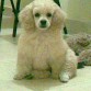 aqui esta coffe cuando era bb y estaba muy peludo,hermosisimooooo.