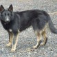 Anouk es mestiza de border collie con p.belga