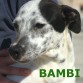 Bambi, dalmata en adopcion. 7 meses de edad