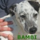 Bambi, dalmata en adopcion. 7 meses de edad