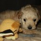  MI CORAZONSITO POOKY  CON SU JUGUETITO.. LO AMO!!... 