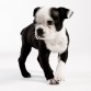 BOSTON-TERRIER-PUPPIES-puppiestogo