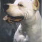 Único Dogo Argentino nacido en España que ha ganado un Mundial.
El amor de mi vida, al que nunca podré olvidar.