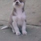 les enseñare algunas de las fotos solo para que vean que maravillosos perros tengo.