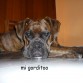mi gordito