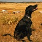 Es un bonachon y le encanta el campo! 