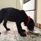 La primera comida en su nueva casa